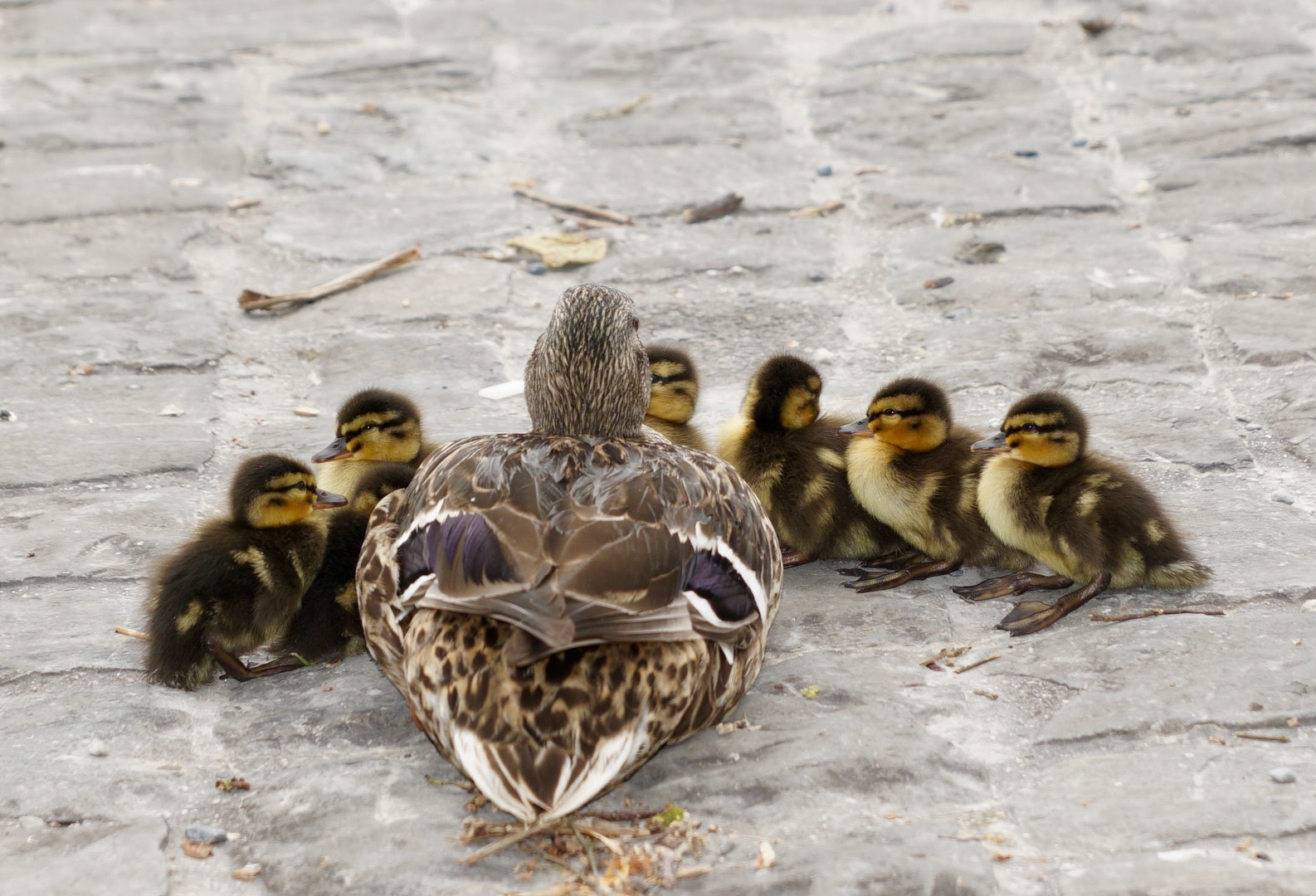 reagrupación familiar